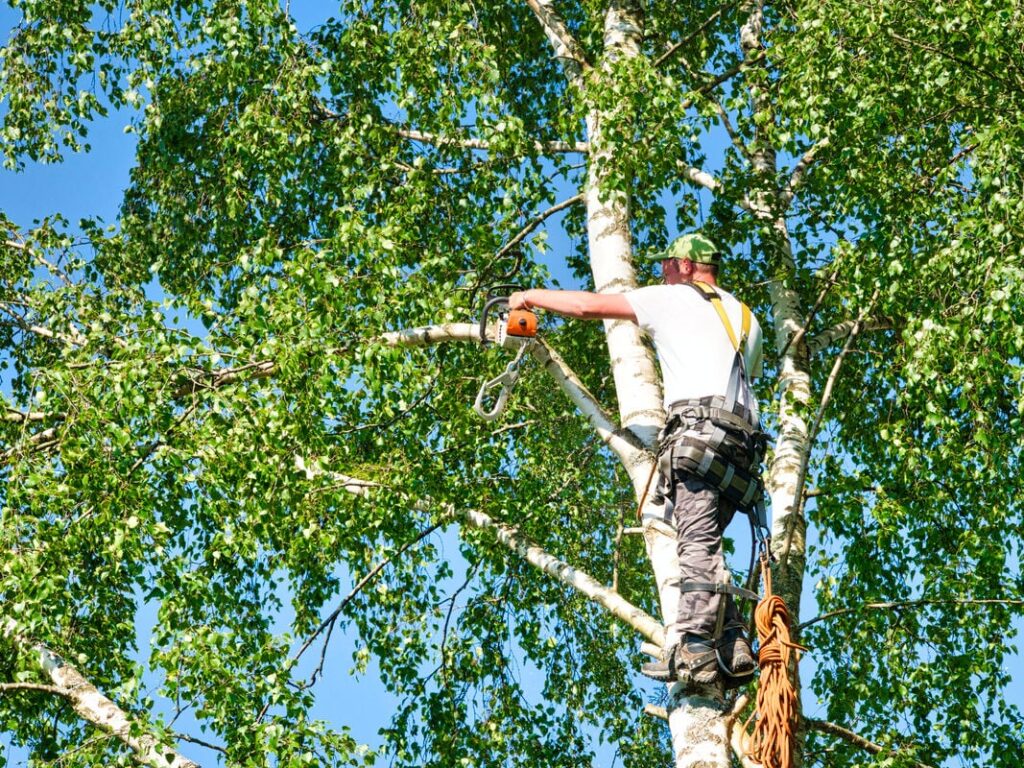 tree trimming in lodi ca
