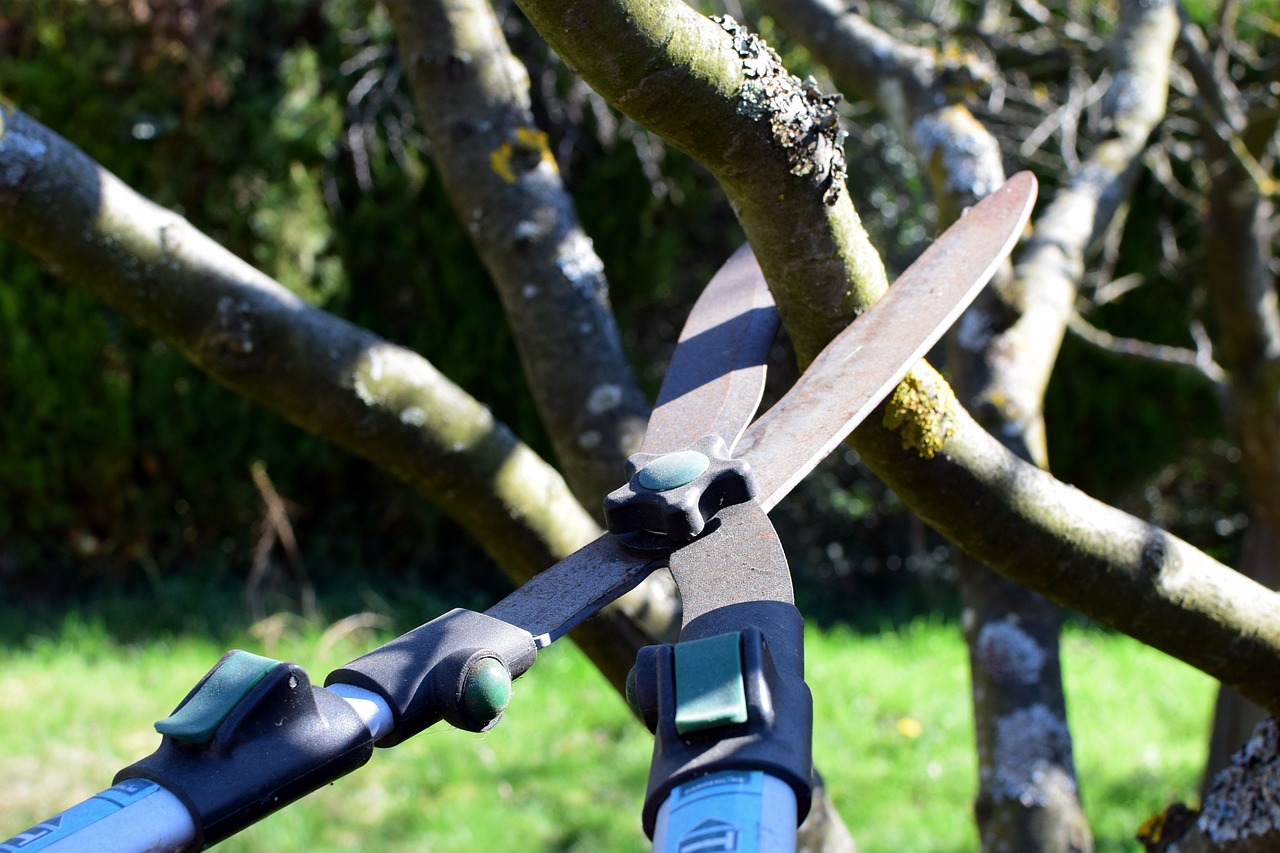 tree services in lodi ca
