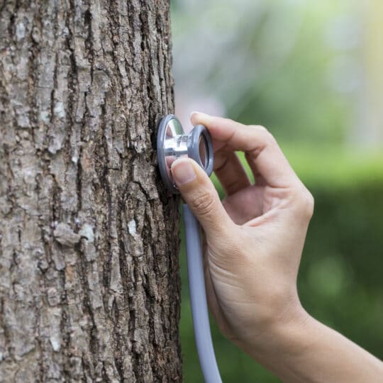 tree removal service lodi ca